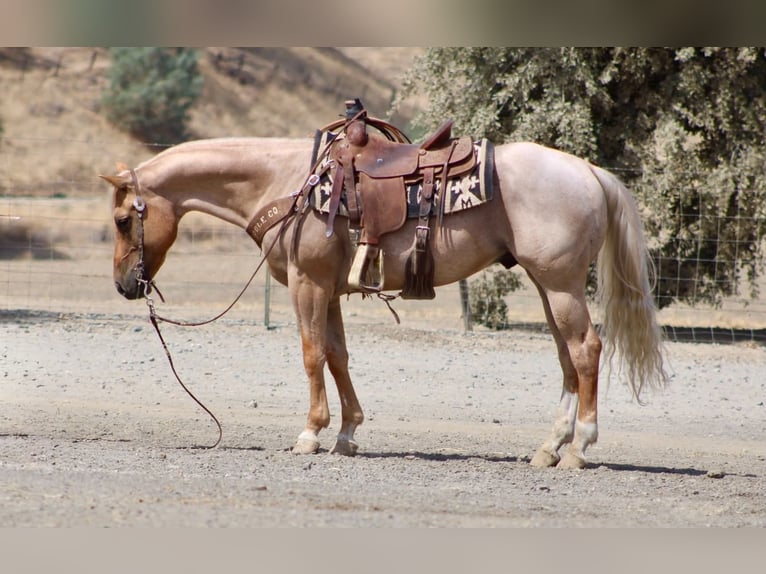 American Quarter Horse Wallach 8 Jahre Palomino in Tres Pinos