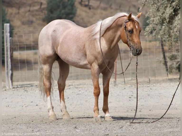 American Quarter Horse Wallach 8 Jahre Palomino in Tres Pinos