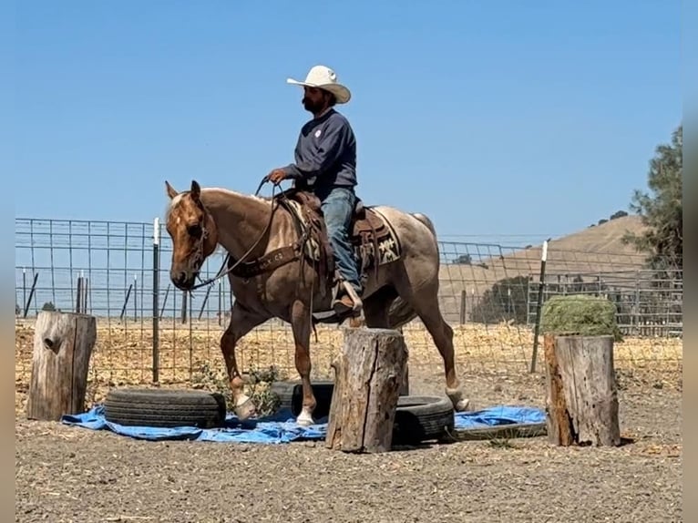 American Quarter Horse Wallach 8 Jahre Palomino in Tres Pinos