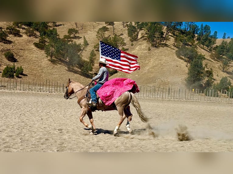 American Quarter Horse Wallach 8 Jahre Palomino in Tres Pinos