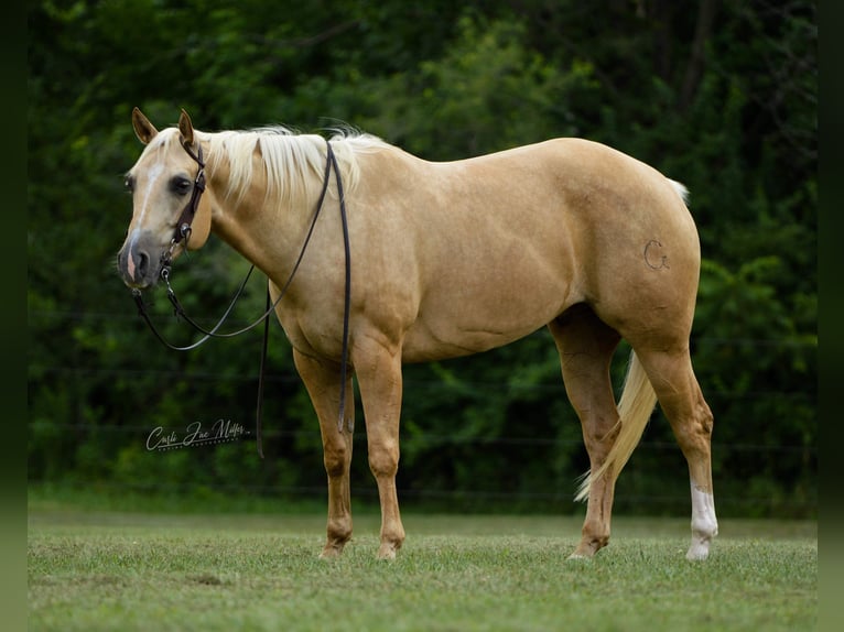 American Quarter Horse Wallach 8 Jahre Palomino in Fariana IL