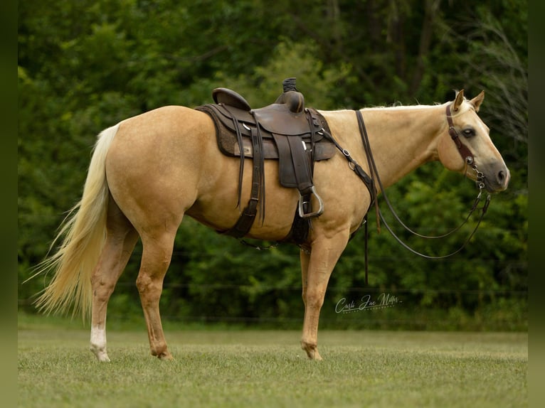 American Quarter Horse Wallach 8 Jahre Palomino in Fariana IL