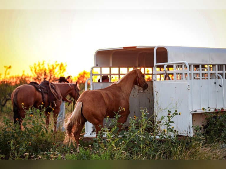 American Quarter Horse Wallach 8 Jahre Palomino in Canyon