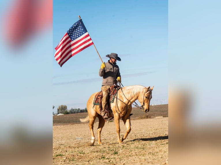 American Quarter Horse Wallach 8 Jahre Palomino in Caldwell ID