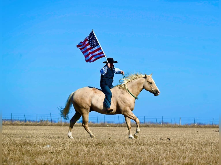 American Quarter Horse Wallach 8 Jahre Palomino in Fairbank IA