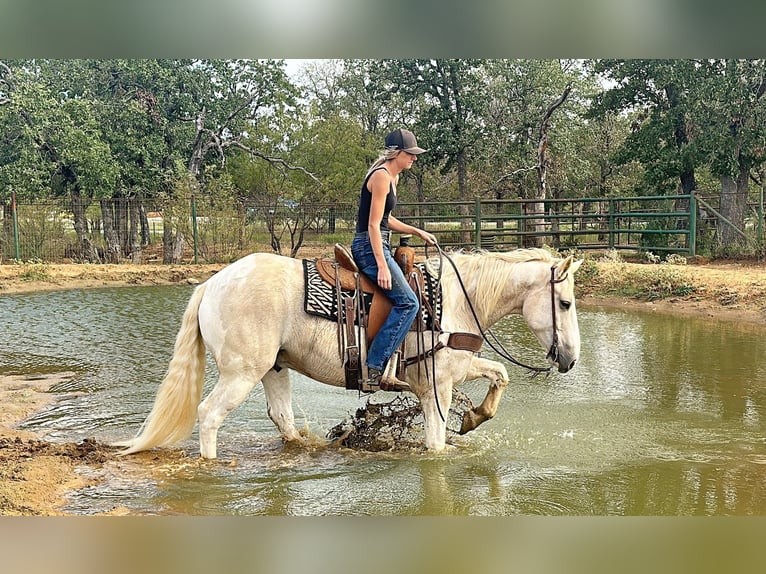 American Quarter Horse Wallach 8 Jahre Palomino in Jacksboro TX