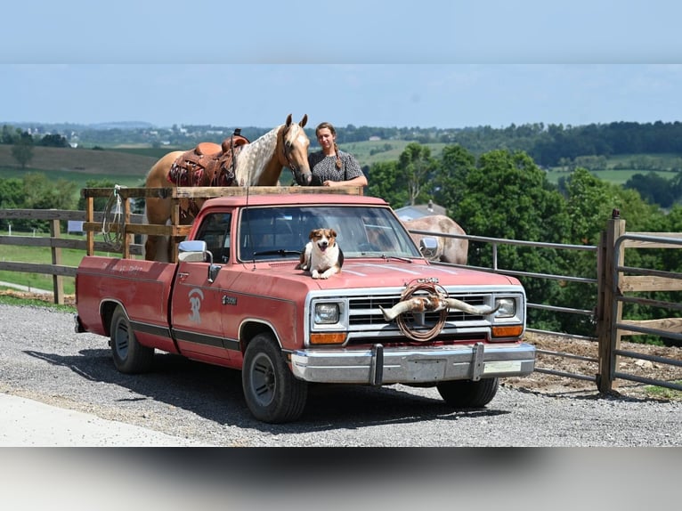 American Quarter Horse Wallach 8 Jahre Palomino in Millersburg OH