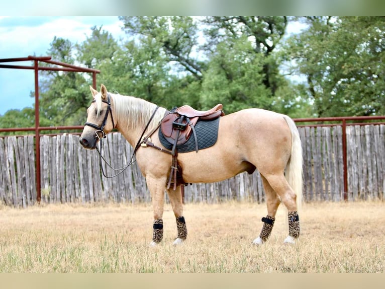 American Quarter Horse Wallach 8 Jahre Palomino in WACO Tx