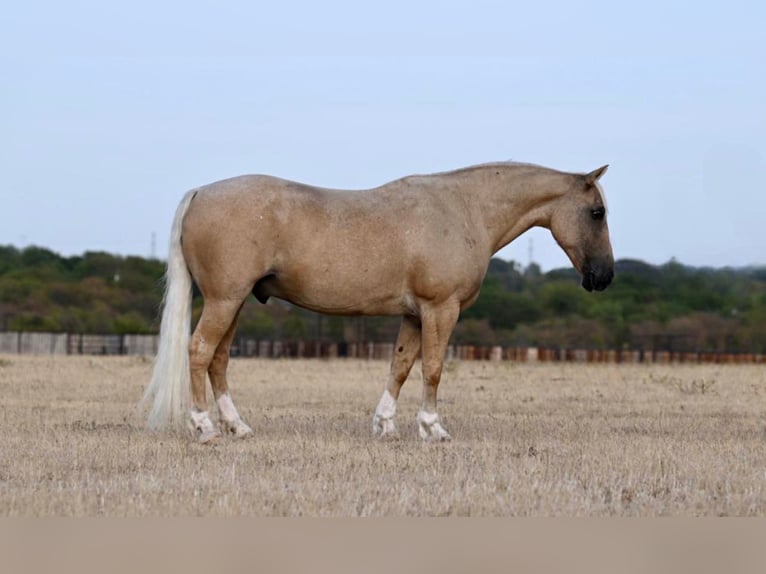 American Quarter Horse Wallach 8 Jahre Palomino in WACO Tx