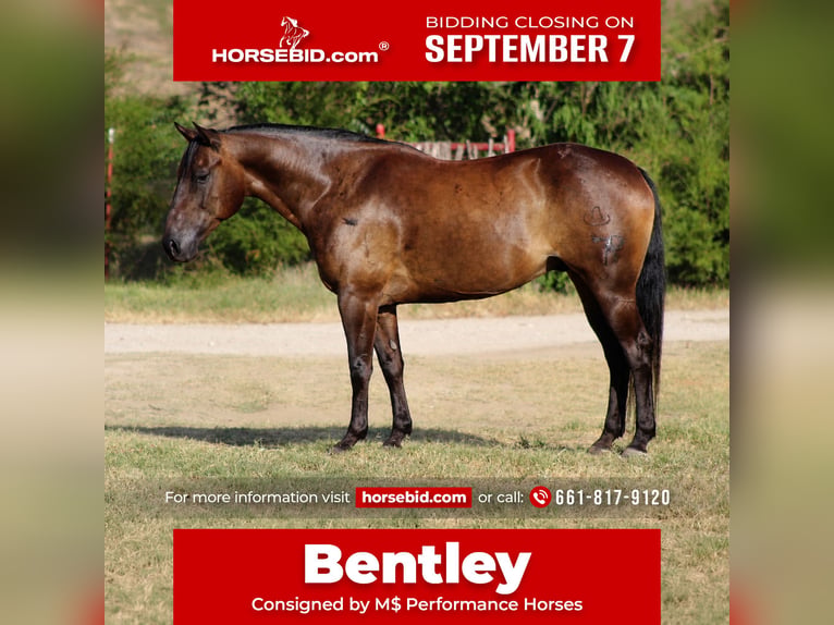 American Quarter Horse Wallach 8 Jahre Rappe in Whitesboro