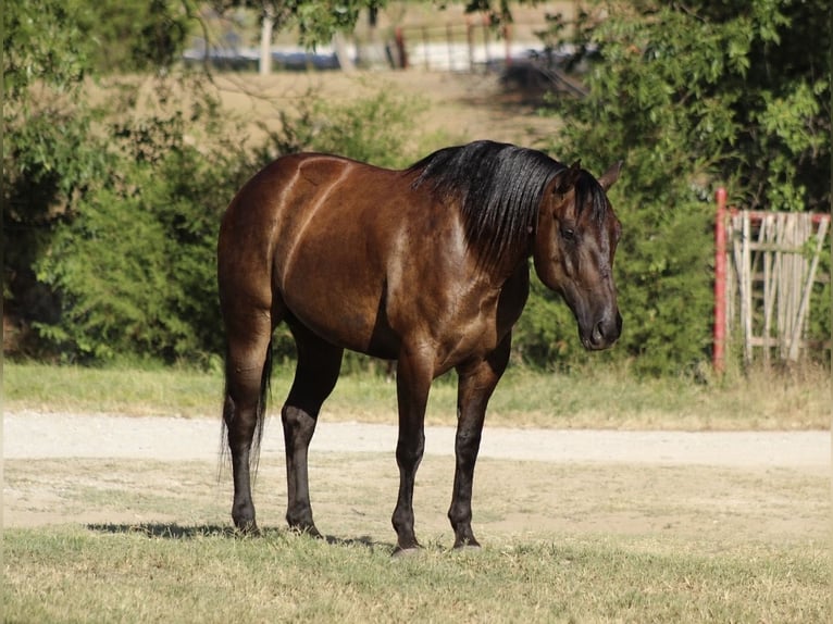 American Quarter Horse Wallach 8 Jahre Rappe in Whitesboro