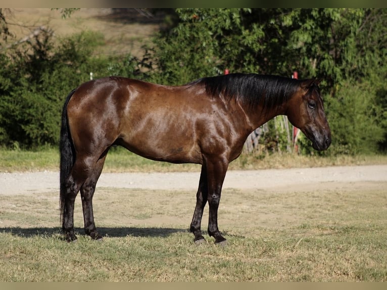 American Quarter Horse Wallach 8 Jahre Rappe in Whitesboro