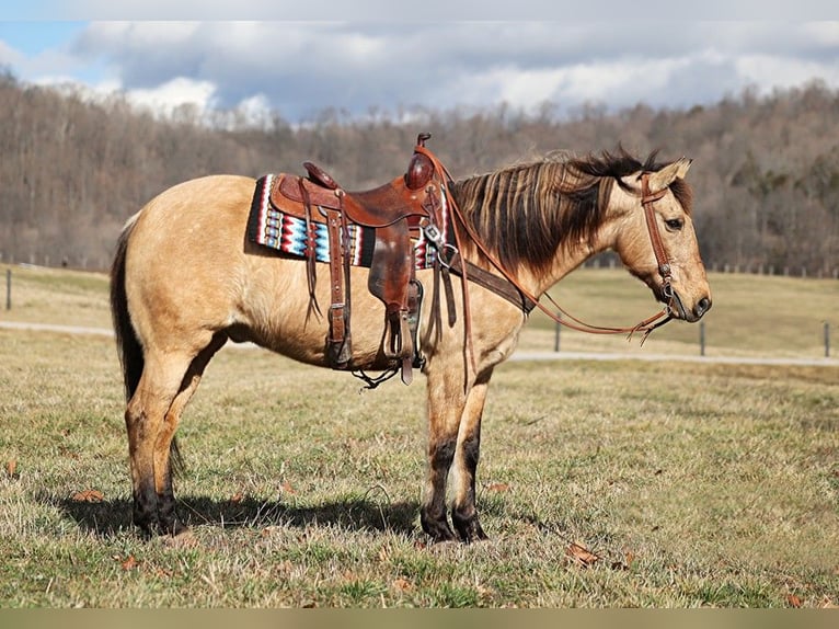 American Quarter Horse Wallach 8 Jahre Rappe in Whitley City KY