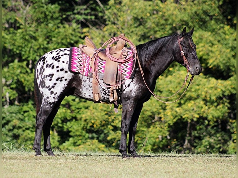 American Quarter Horse Wallach 8 Jahre Rappe in Brodhead KY