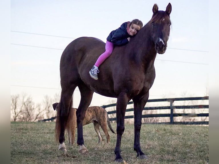 American Quarter Horse Wallach 8 Jahre Rappe in LaGrange KY