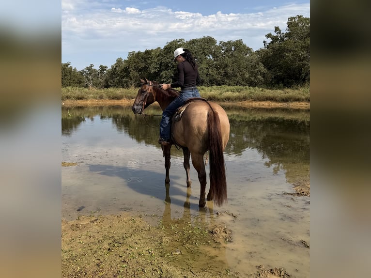 American Quarter Horse Wallach 8 Jahre Red Dun in Gordon