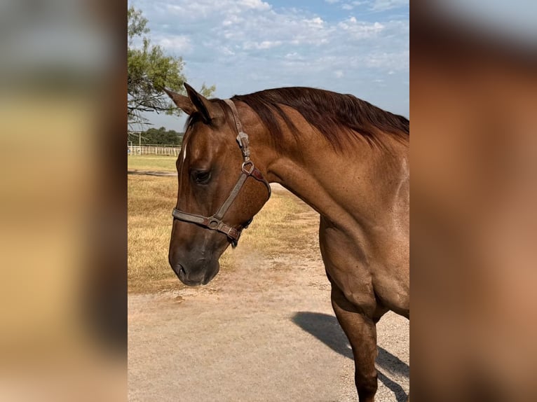American Quarter Horse Wallach 8 Jahre Red Dun in Gordon