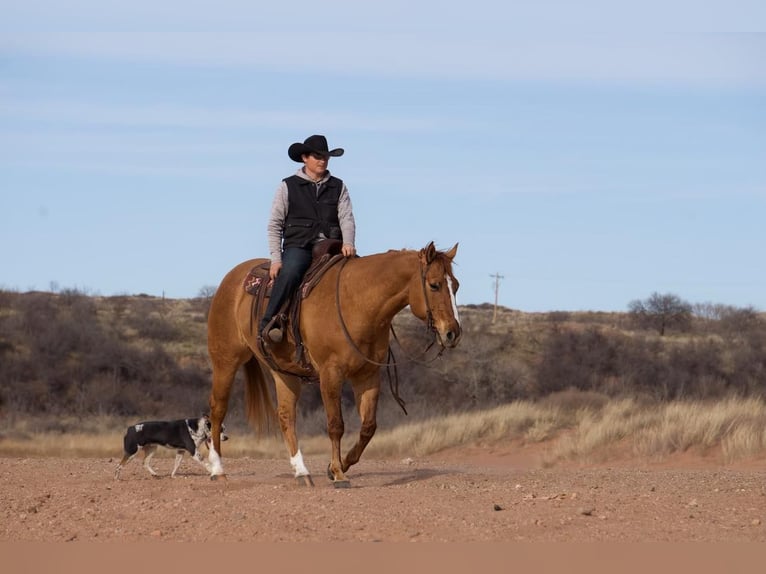 American Quarter Horse Wallach 8 Jahre Red Dun in Waco TX