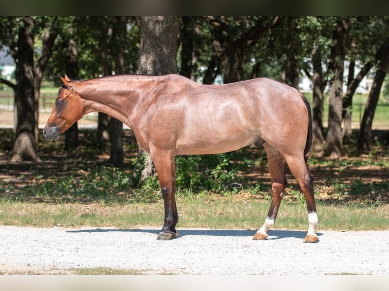 American Quarter Horse Wallach 8 Jahre Roan-Bay in Argyle