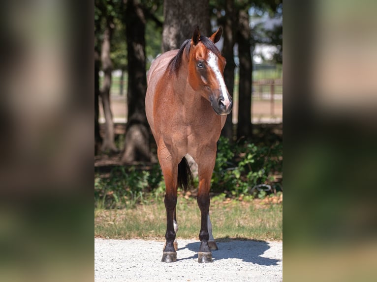 American Quarter Horse Wallach 8 Jahre Roan-Bay in Argyle