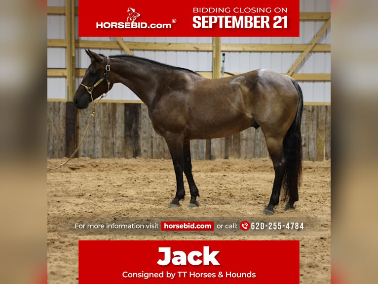 American Quarter Horse Wallach 8 Jahre Roan-Bay in Dalhart