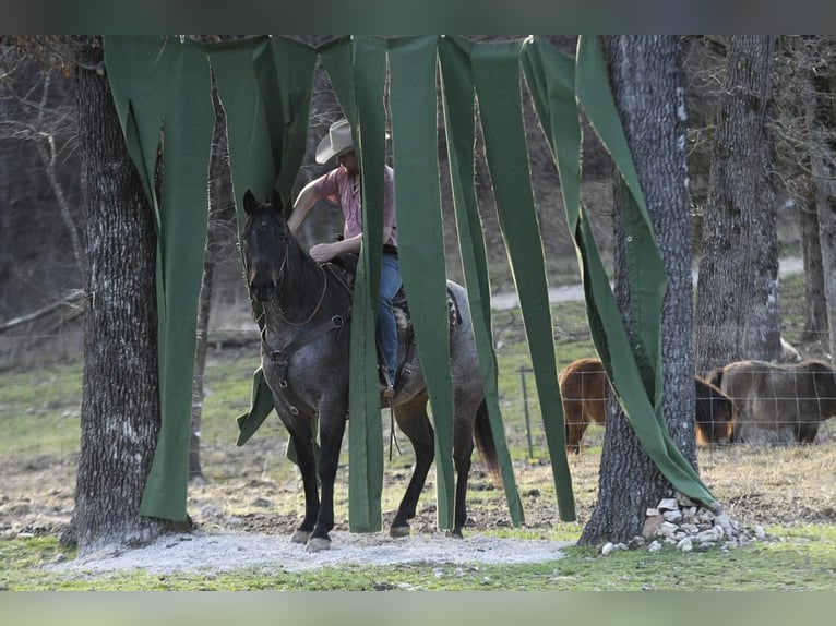 American Quarter Horse Wallach 8 Jahre Roan-Bay in Buffalo, MO