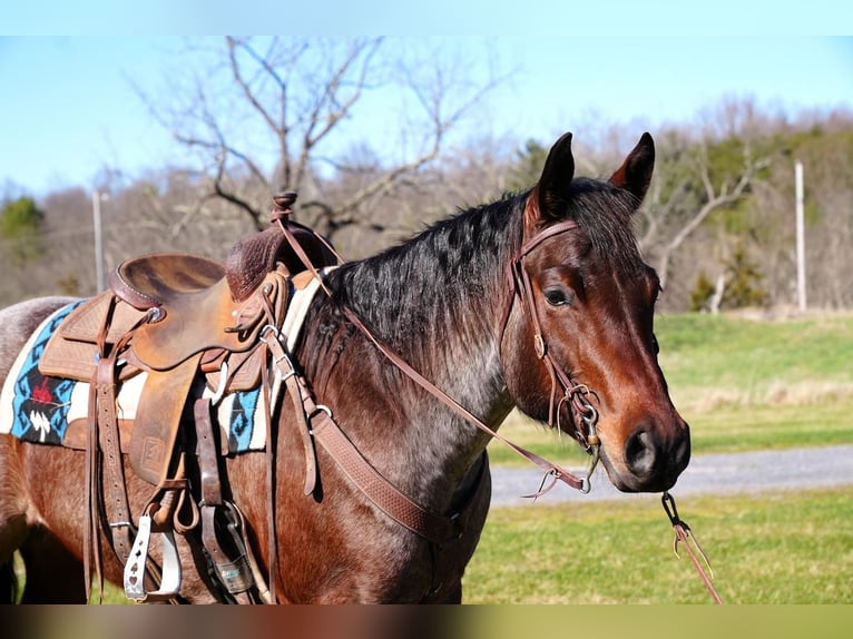 American Quarter Horse Wallach 8 Jahre Roan-Bay in Needmore, PA