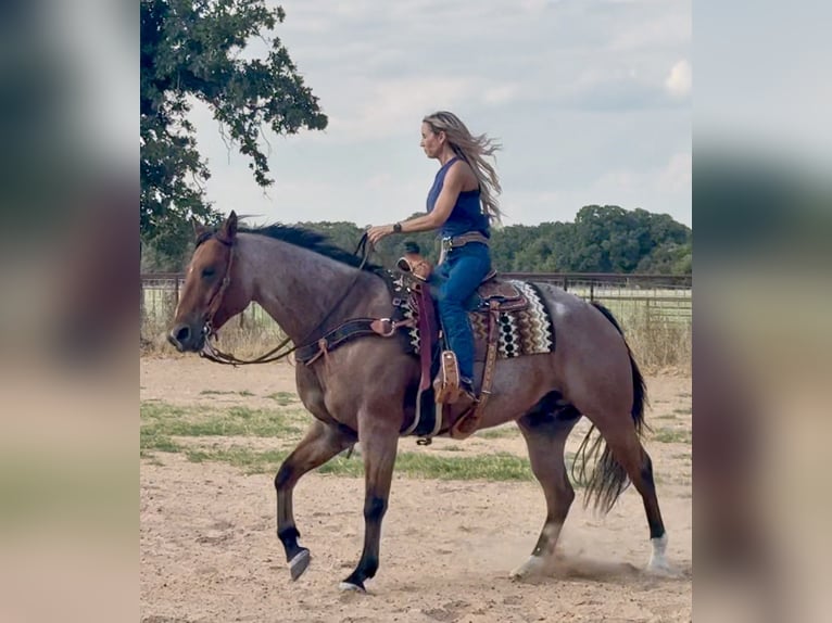 American Quarter Horse Wallach 8 Jahre Roan-Bay in Weatherford