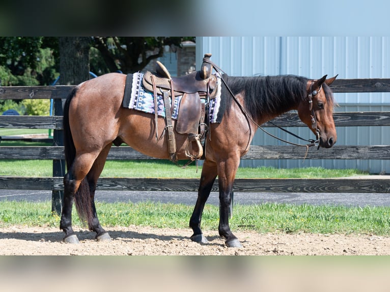 American Quarter Horse Mix Wallach 8 Jahre Roan-Bay in Fredericksburg