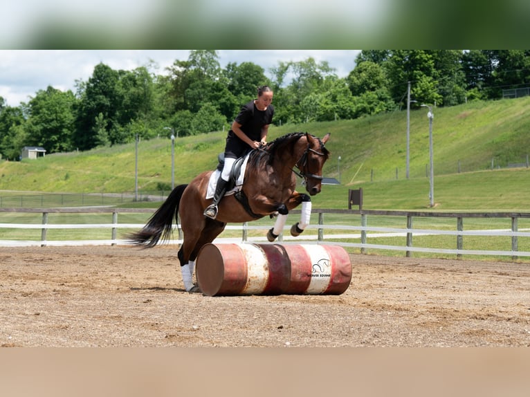 American Quarter Horse Mix Wallach 8 Jahre Roan-Bay in Fredericksburg