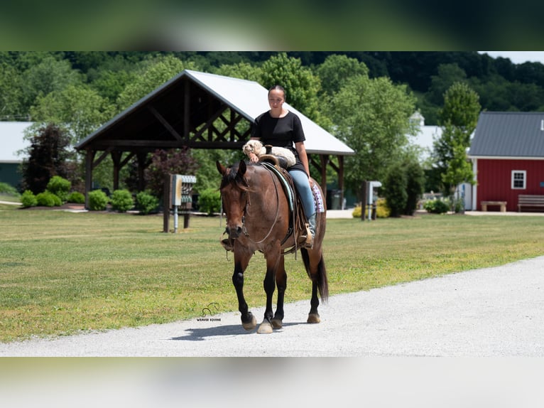 American Quarter Horse Mix Wallach 8 Jahre Roan-Bay in Fredericksburg