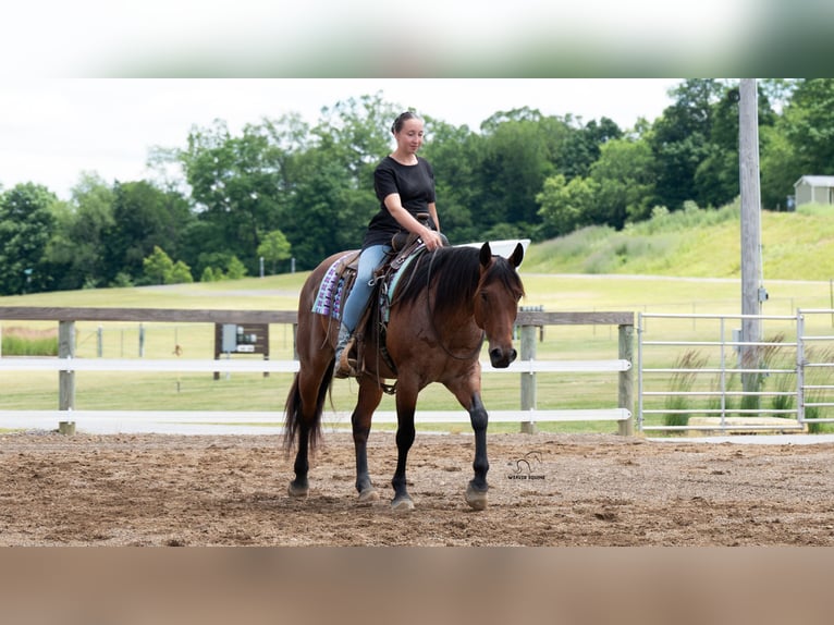 American Quarter Horse Mix Wallach 8 Jahre Roan-Bay in Fredericksburg