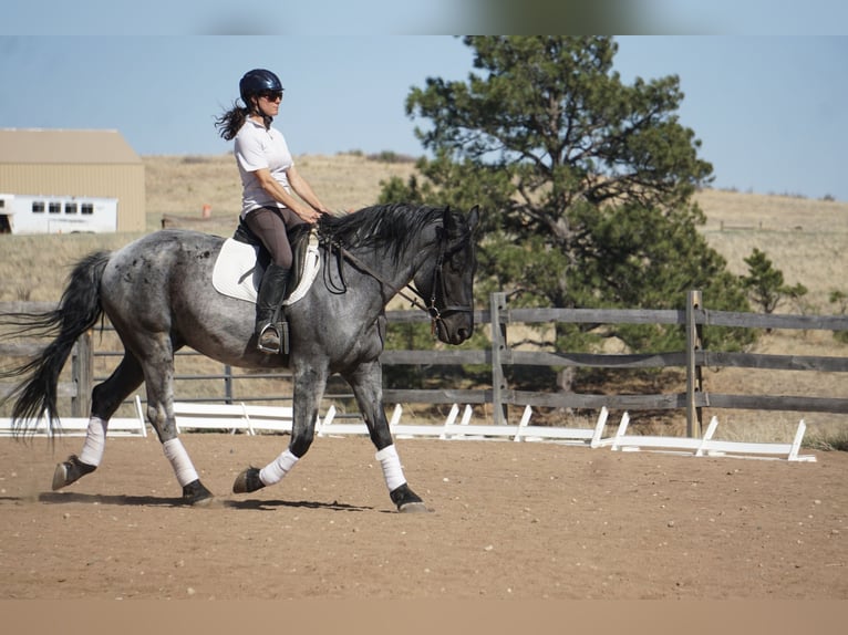 American Quarter Horse Wallach 8 Jahre Roan-Blue in Franktown CO