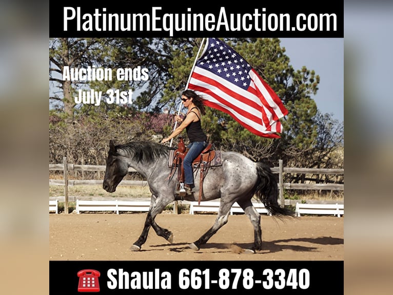 American Quarter Horse Wallach 8 Jahre Roan-Blue in Franktown CO