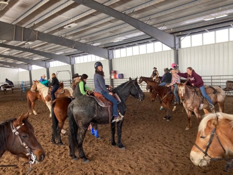 American Quarter Horse Wallach 8 Jahre Roan-Blue in Franktown CO