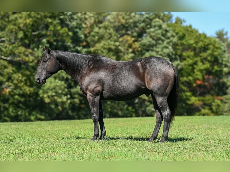 American Quarter Horse Wallach 8 Jahre Roan-Blue in Clearville
