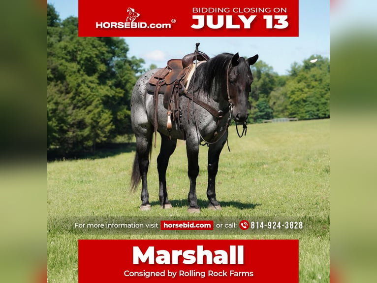 American Quarter Horse Wallach 8 Jahre Roan-Blue in Clarion
