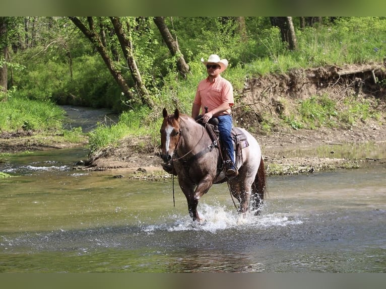 American Quarter Horse Wallach 8 Jahre Roan-Red in Buffalo, MO