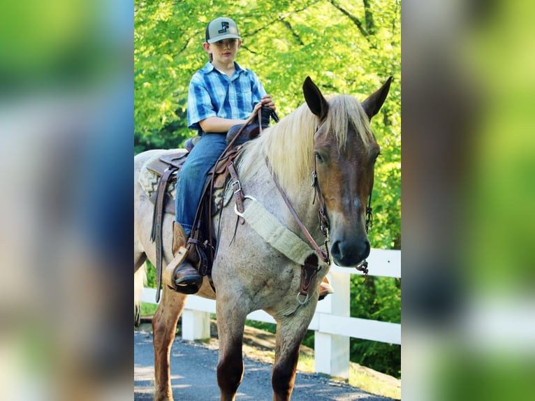 American Quarter Horse Wallach 8 Jahre Roan-Red in Everett PA