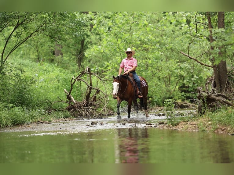American Quarter Horse Wallach 8 Jahre Rotbrauner in Buffalo