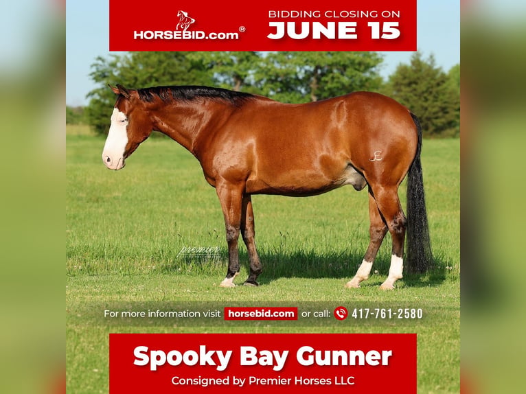 American Quarter Horse Wallach 8 Jahre Rotbrauner in Buffalo