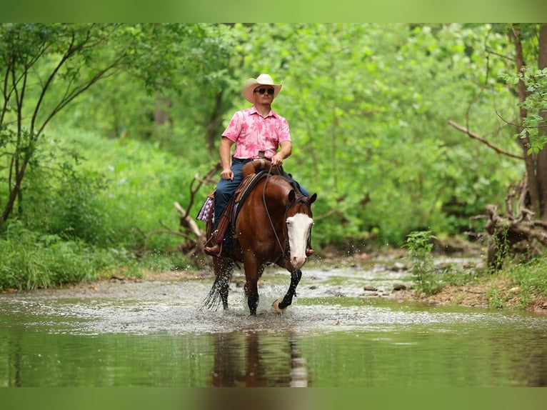 American Quarter Horse Wallach 8 Jahre Rotbrauner in Buffalo