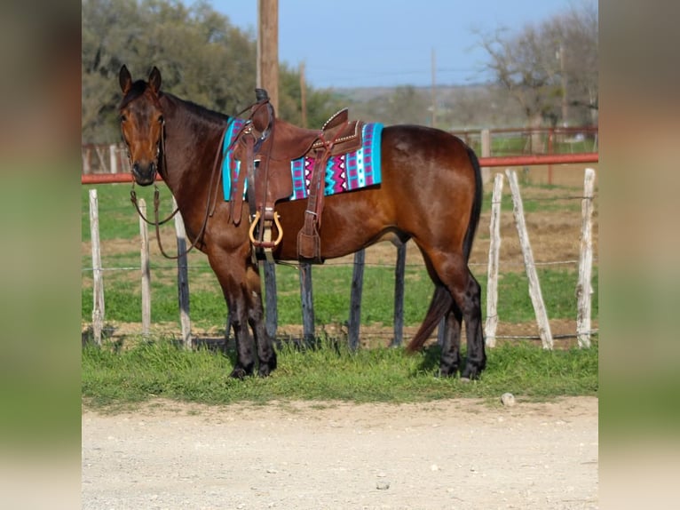 American Quarter Horse Wallach 8 Jahre Rotbrauner in Stephenville, TX