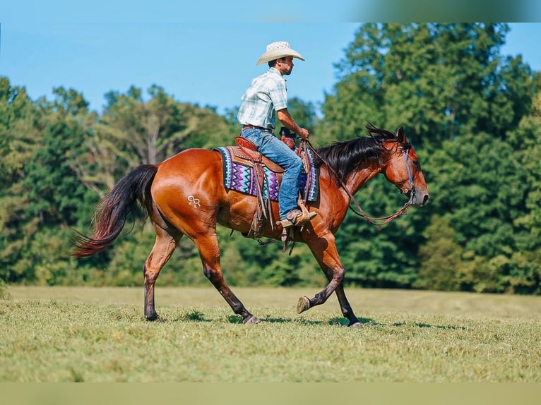 American Quarter Horse Wallach 8 Jahre Rotbrauner in Lyles