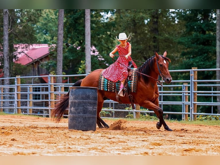 American Quarter Horse Wallach 8 Jahre Rotbrauner in Lyles