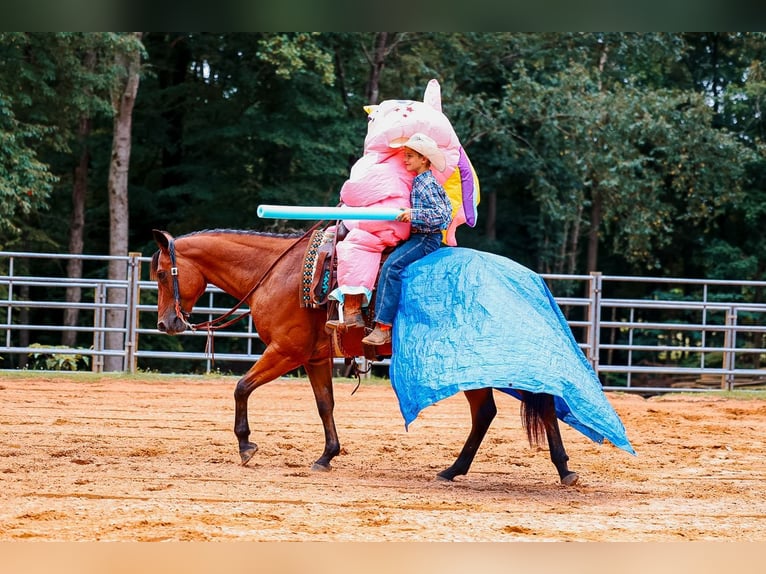 American Quarter Horse Wallach 8 Jahre Rotbrauner in Lyles