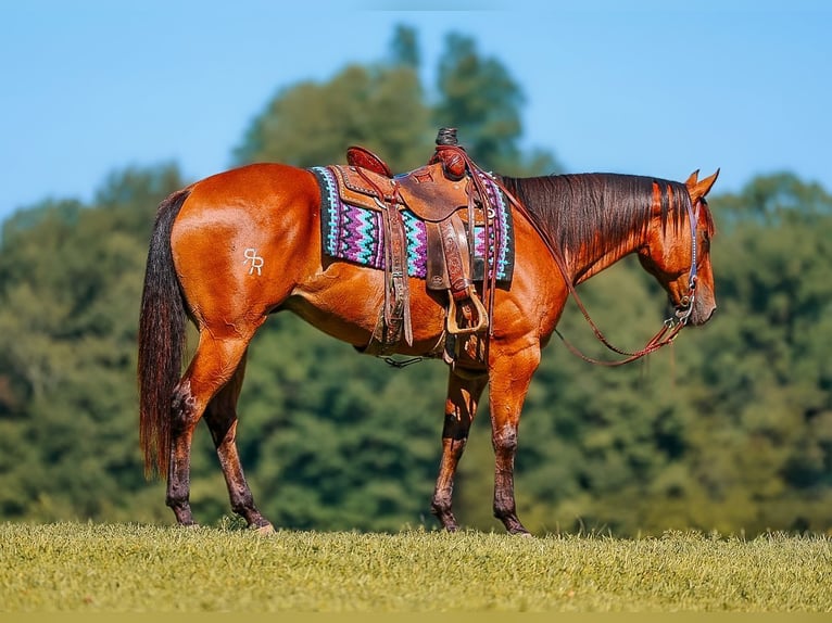 American Quarter Horse Wallach 8 Jahre Rotbrauner in Lyles