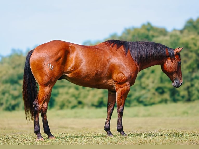 American Quarter Horse Wallach 8 Jahre Rotbrauner in Lyles