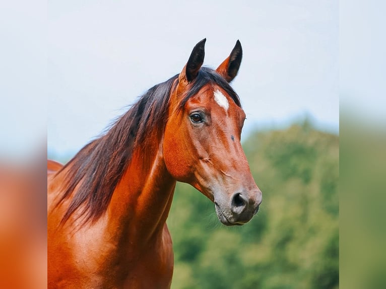 American Quarter Horse Wallach 8 Jahre Rotbrauner in Lyles