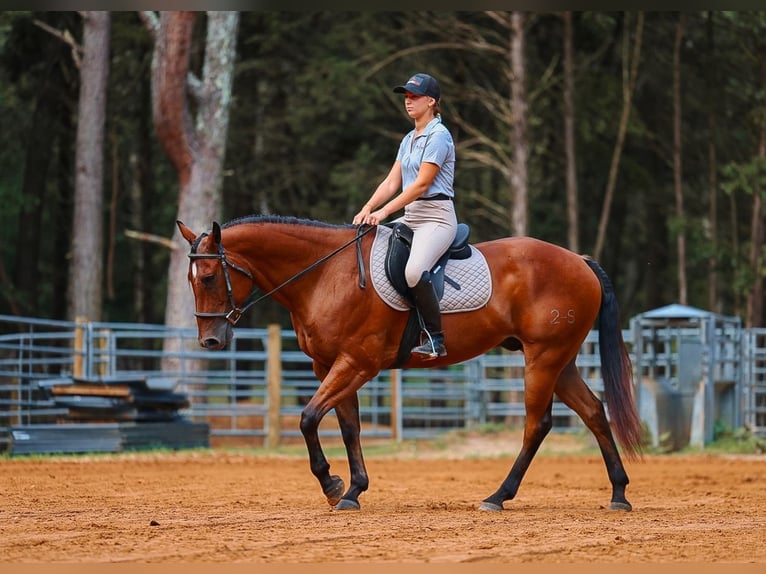 American Quarter Horse Wallach 8 Jahre Rotbrauner in Lyles
